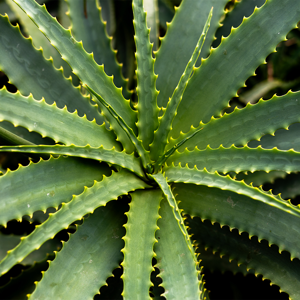 Milwaukee Domes Aloe Vera