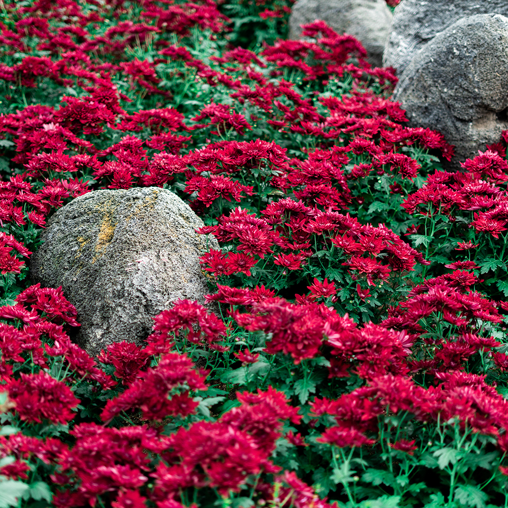 Milwaukee Domes flower field